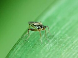 Mosquito Stock Footage