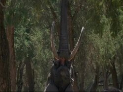 CU Head of Elephant, to camera, stretching up to reach leaves of tree, pan up, Mana Pools, Zimbabwe Stock Footage