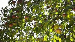 HD: BIO Apples on The Tree Stock Footage