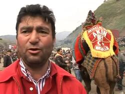 VOICED: Anatolians flock to watch traditional camel wrestling News Clip