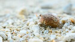 close up: small and tiny Hermit crab start walking Stock Footage