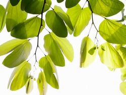 green leaf in sun light Stock Footage