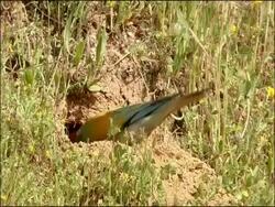 Bee eater (Merops apiaster) at nest hole, Sierra de Andujar, Sierra Morena, Andalucia, Spain Stock Footage