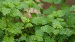 Green peppermint leaves Stock Footage