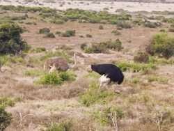 WS TS VIew of Emus in field / The Karoo, South Africa Stock Footage