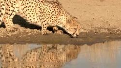A cheetah drinks on the edge of a watering hole. Stock Footage