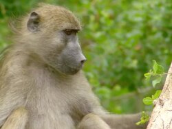 CU Shot of Chacma baboon sitting and observing surroundings / Okavango Delta, North West District, Botswana Stock Footage