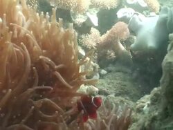 MS One red clown fish dart in anemone  AUDIO / Queensland, Australia Stock Footage