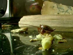 WS American Cockroach eating Blue Cheese Stock Footage