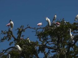 Rookery Full of Birds Stock Footage