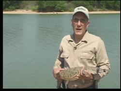 Govt program reintroduces Orinoco Crocodiles and Array Turtles into wild News Clip
