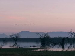 Flock of European Cranes (Grus grus) flying over wetland, morning light, Dehesa, Extremadura, Spain Stock Footage