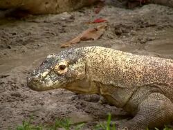 Closeup of Komodo Dragon in Natural Habitat Stock Footage