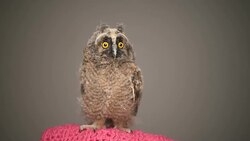 owlet on a gray background Stock Footage