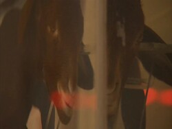 Body of first cloned Iranian lamb in suspension in glass case, Royan institute, Esfahan, Iran (sound available) Stock Footage