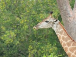 Giraffe head shot Stock Footage