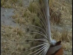 Peacock (Pavo cristatus) courtship, Bandhavgarh National Park, India Stock Footage