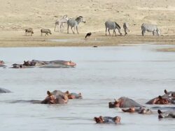 WS Hippos swimming and zebras drinking water from lake / Lukuzi, Eastern, Zambia Stock Footage