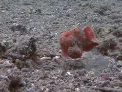 Walking Fish Stock Footage