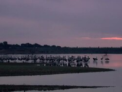 Common Cranes (Grus grus), at their roost on Lake Cubillar, Caceres Province in Extremadura, Spain Stock Footage