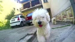Lively bichon frise running in park Stock Footage