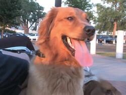 Golden Retriever in HD Stock Footage