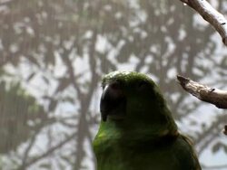 Green Parrot under rain IV...close up Stock Footage