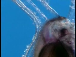 BCU cilia hairs moving on Sea Snail larva, underwater microscopic view, Australia Stock Footage