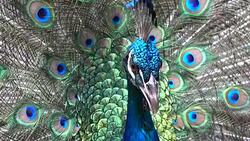 peacock with feathers out Stock Footage