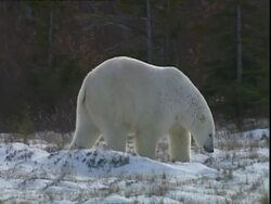 Polar bear (Ursus maritimus) walking through snowy scrubland near Churchill, Manitoba, Canada Stock Footage