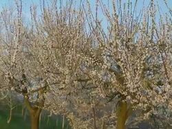 HD DOLLY: Blossom Trees In The Orchard Stock Footage