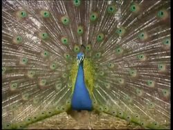 Peacock, courtship display, shakes with fanned out feathers, CU, Israel Stock Footage