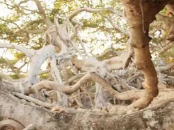 The Great Banyan Tree Forest Stock Footage
