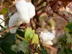 Cotton Picking Stock Footage