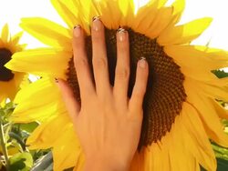 HD DOLLY: Woman's Hand Touching Sunflower Stock Footage