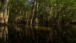 An alligator skull lies on a Cypress swamp bed. Stock Footage
