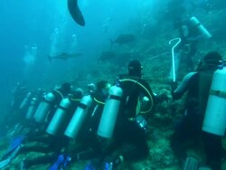 Tourists, lined up for shark feeding, underwater, Fiji, South Pacific  Stock Footage