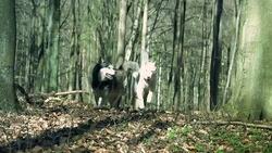 dogs running in the forest Stock Footage