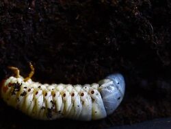 beetle worm Stock Footage