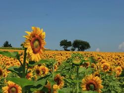 WS View of sunflower field against blue sky / Furano, Hokkaido, Japan Stock Footage