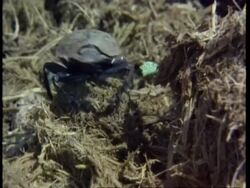 CU dung beetle rolling dung ball, Kenya Stock Footage