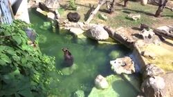 Rome zoo animals cool off with ice treats Instructional Video