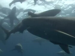 Tiger Shark (Galeocerdo cuvier) Stock Footage