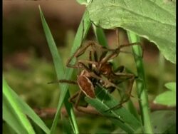 Nursery Web Spiders (Pisaura) male & female separate after mating, England Stock Footage