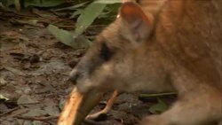 A mother wallaby eats bark with a joey in her pouch. Stock Footage