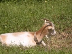 Domestic Goat Stock Footage