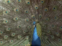 Peacock (Pavo cristatus) male displays, UK Stock Footage