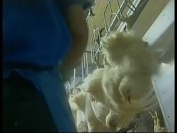 Conference on bird flu calls long-term strategy News Clip