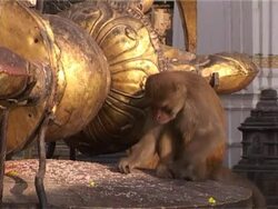 Feeding Macaque Stock Footage