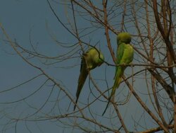Rose-ringed Parakeets (Psittacula krameri) in tree, Israel Stock Footage